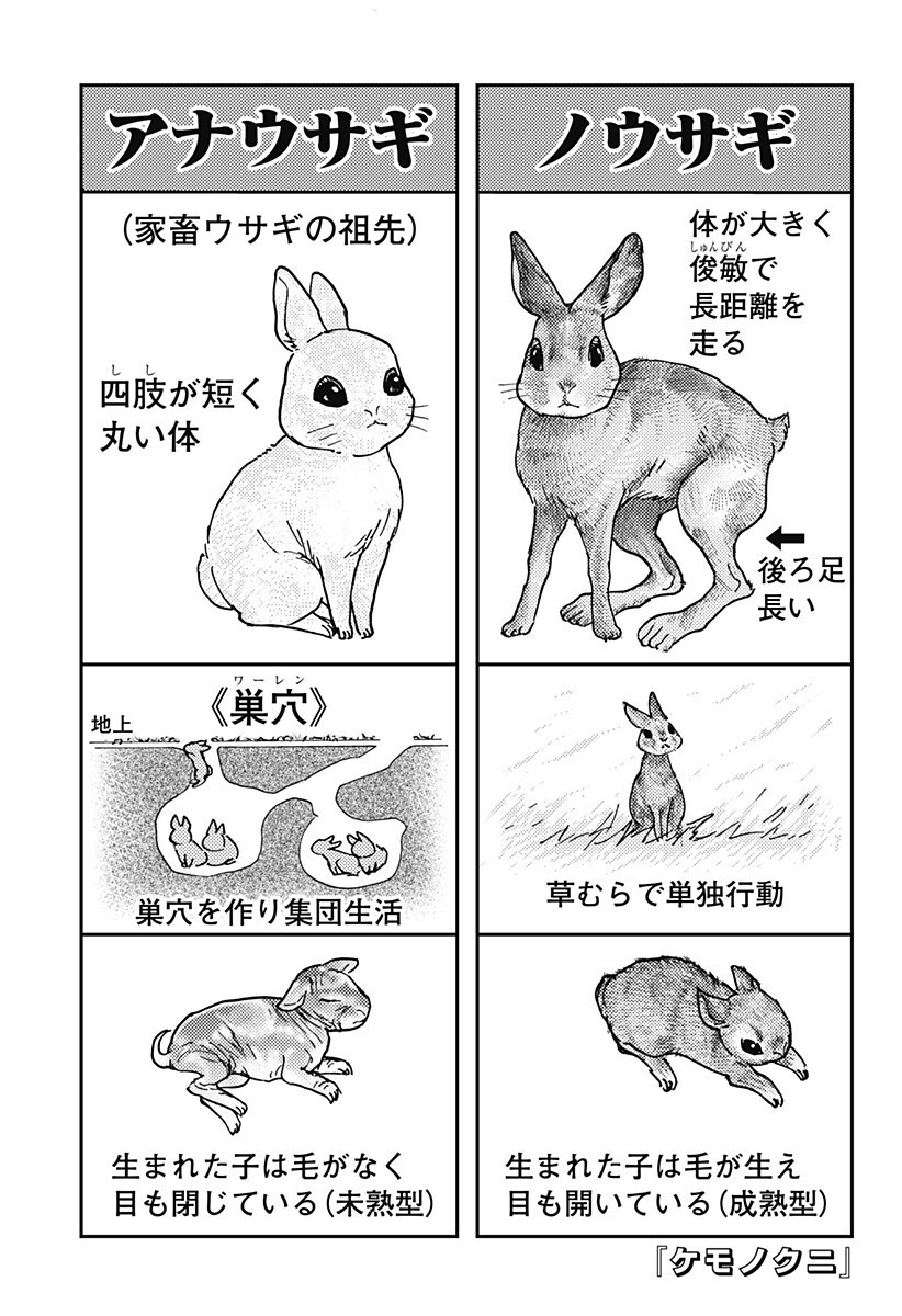 Kemonokuni - Chapter 78 - Page 1